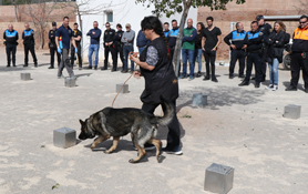 La delegació de Sanitat i Consum forma a cossos de seguretat en intervencions amb animals descontrolats o perillosos