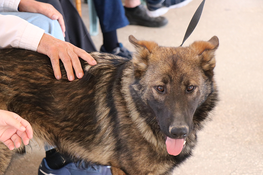  La tercera jornada del contracte de recollida d'animals s'ha desenvolupat en AFACAM