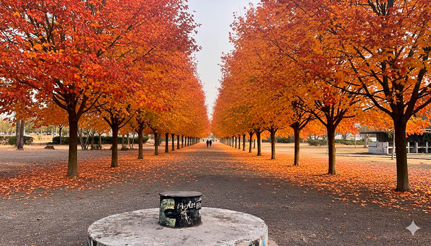 El contrato para la restauración paisajística autóctona en las inmediaciones de la Gerencia entra en su fase de valoración