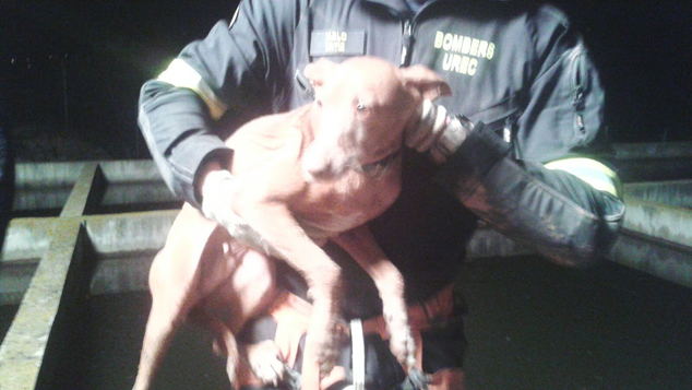 La Guardia Rural colabora en el rescate de una perra en Molí de Tarifa