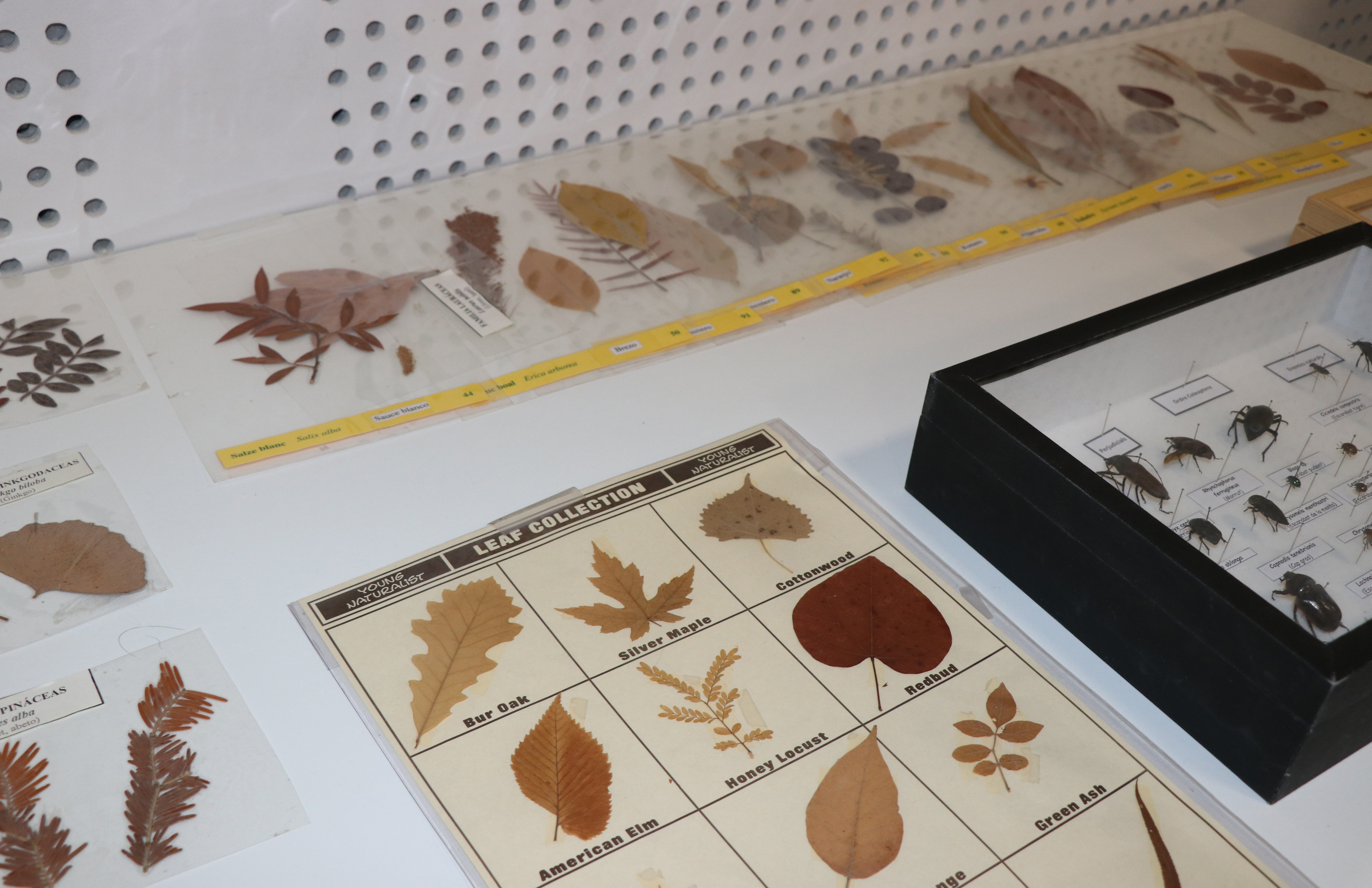 Estudiantes de la ESO llenan el Casal Jove en la 8ª edición de las jornadas ‘Connecta amb la ciència’ de la UJI