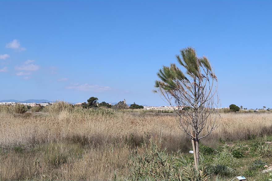 El Ple Municipal convida a les administracions competents en el delta del riu Palància a constituir una entitat per a la seua gestió i posada en valor