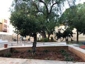 El Ayuntamiento de Sagunto incorpora nuevas plantaciones de árboles y arbustos para darle más vida a la plaza del Pi