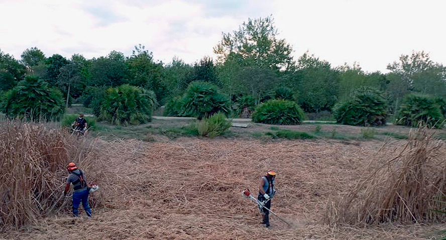 El Consell Local Agrari valora positivament el pla d'ocupació en el sector agrari