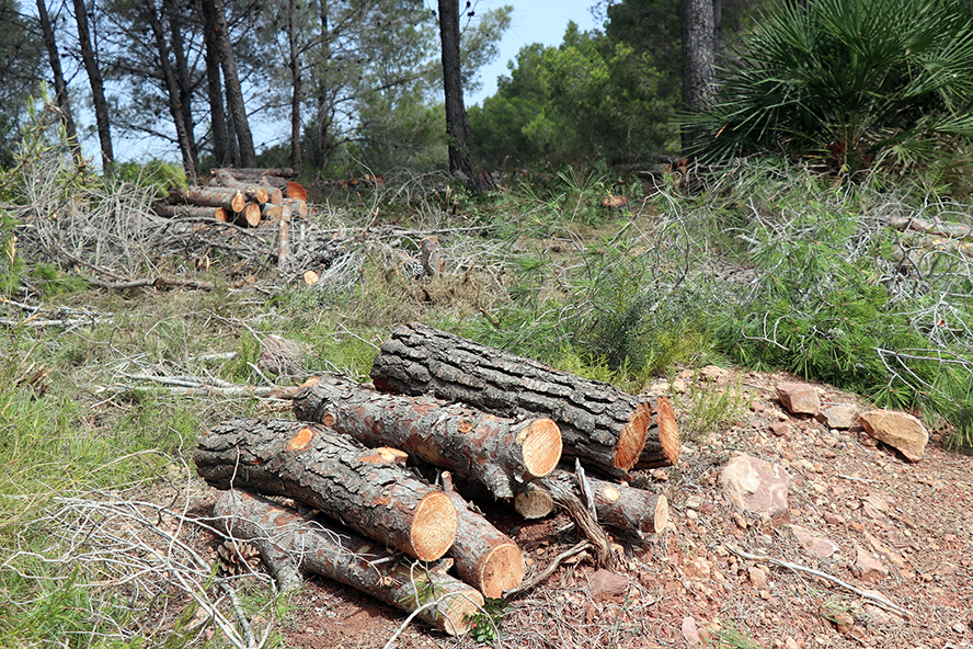 Acaba la millora de l'àrea tallafocs de Romeu per a reforçar la prevenció d'incendis a Sagunt