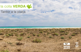 La Colla Verda continua amb la repoblació de les dunes del litoral de Sagunt