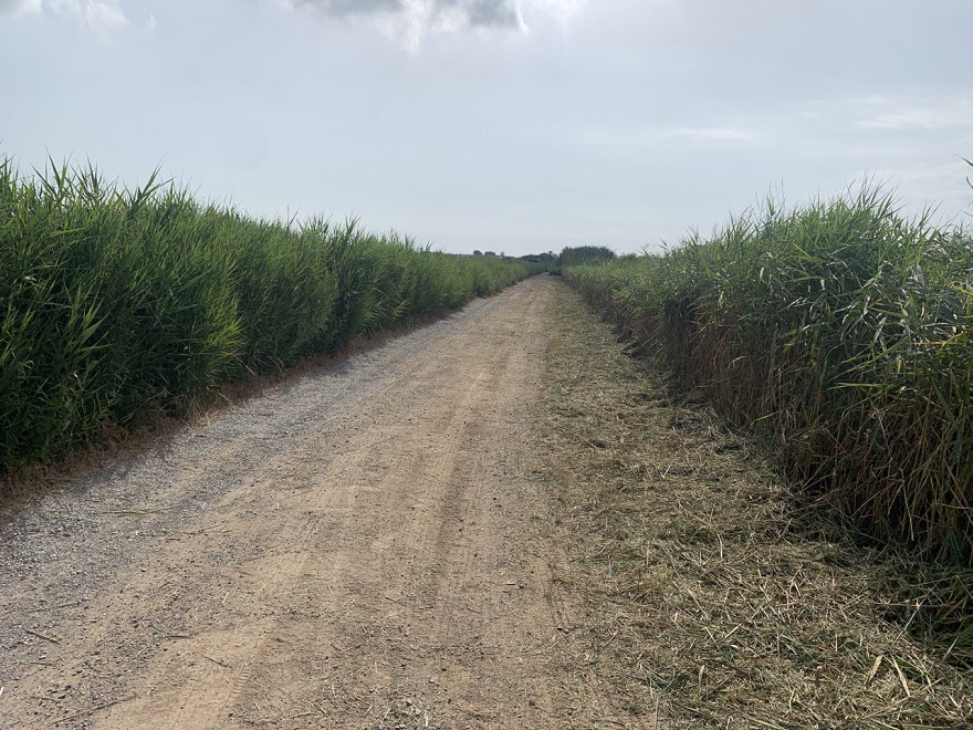 El Consell Local Agrari executa i prepara labors de prevenció contra inundacions en la zona d'Almardà