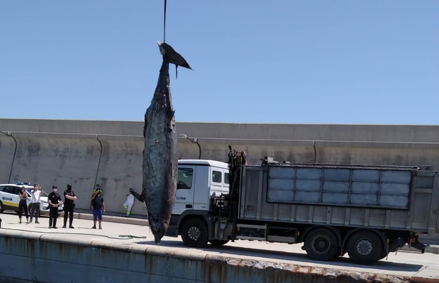 L'Ajuntament de Sagunt i l'Autoritat Portuària retiren un cetaci sense vida encallat en la costa