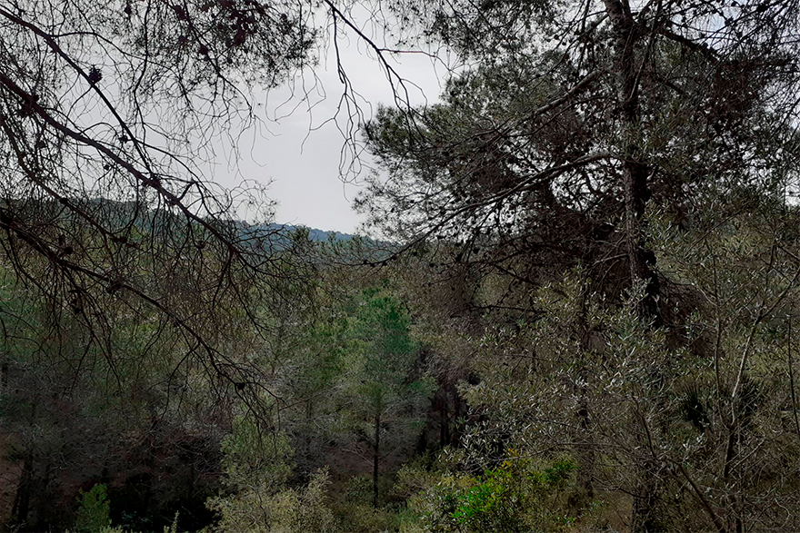 Sagunt compta amb el Pla Local de Prevenció d'Incendis Forestals