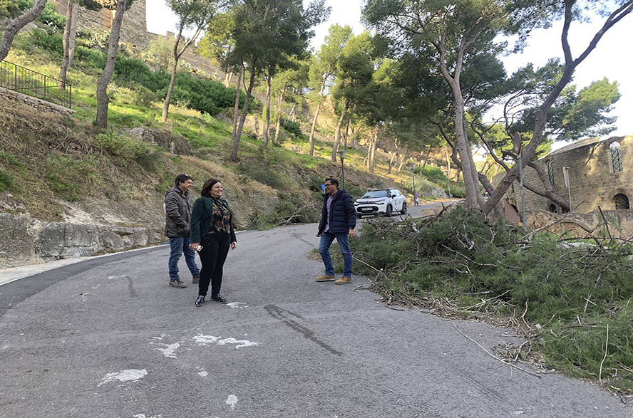 El Consell Agrari fa treballs de poda i tala de l'arbratge danyat del vessant del Castell per a garantir la seguretat