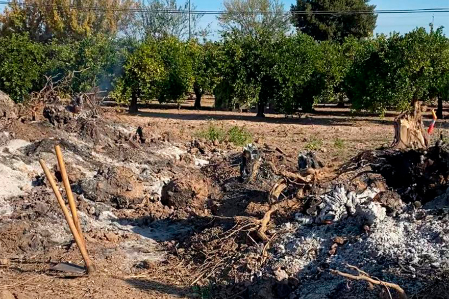 El Ple aprova instar el Ministeri per a la Transició Ecològica perquè les restes de poda siguen considerades subproducte vegetal i no residu
