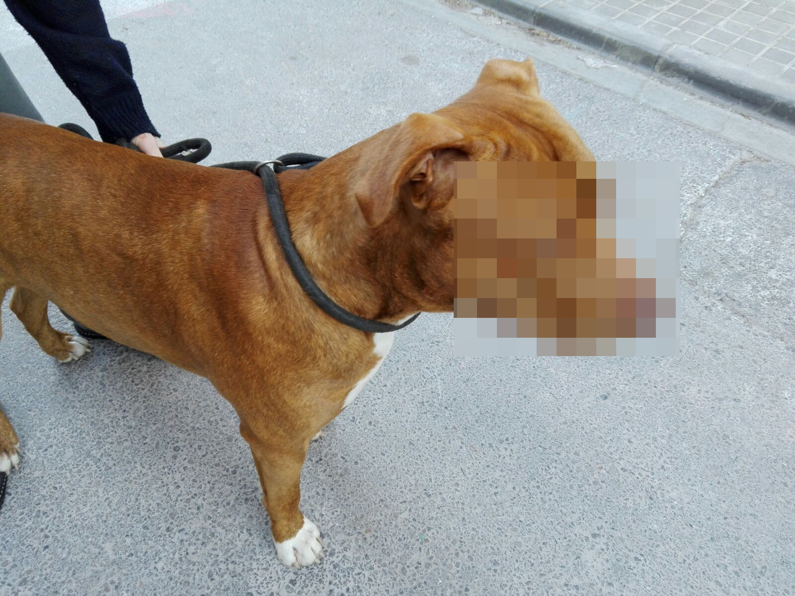 La Policía Local interviene en una pelea entre dos perros de raza potencialmente peligrosa