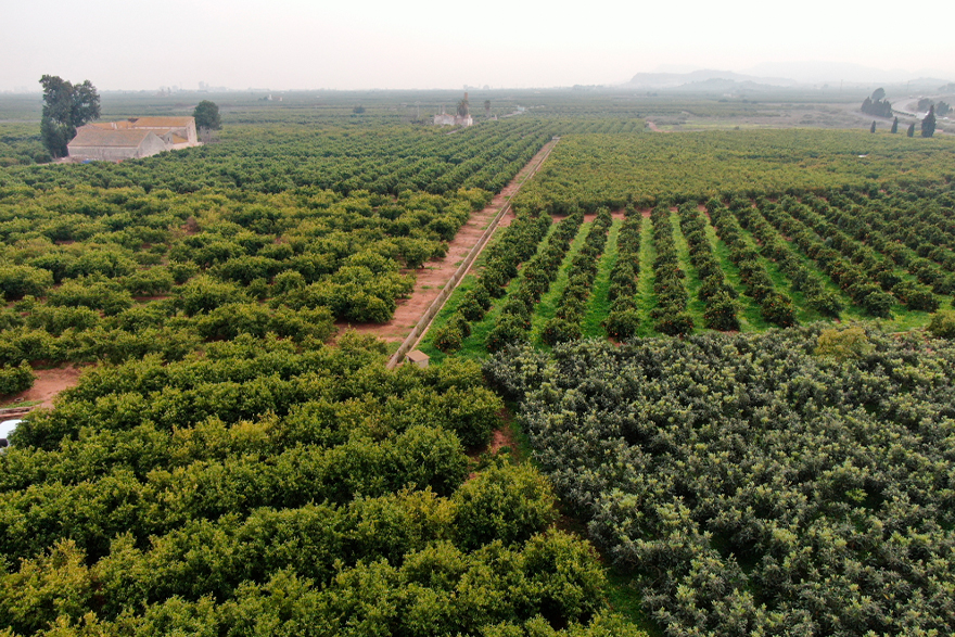 El Consell Agrari continua la lluita contra la plaga del cotonet en els cítrics