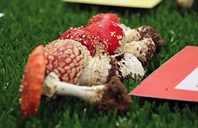 La Casa de Cultura Capellà Pallarés exposa els bolets arreplegats en l'excursió de les XXII Jornades Micològiques al Camp de Morvedre