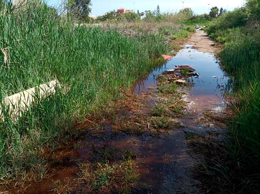 L'Ajuntament de Sagunt reforça els tractaments preventius per a controlar la proliferació de mosquits